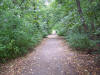 Der Waldweg zum Stadion