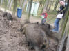 Am Wildgehege